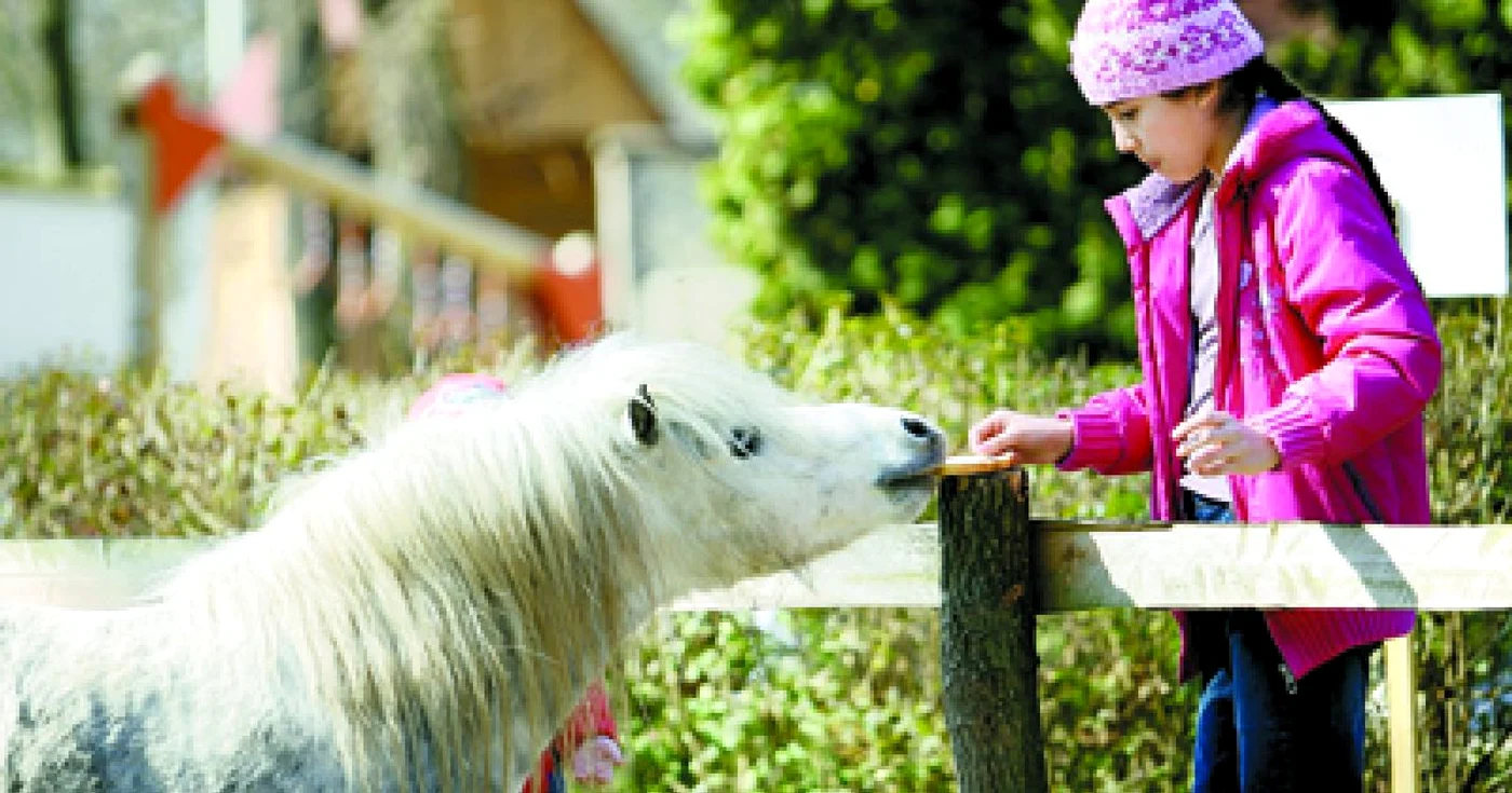 Arad: REGIUNEA PE SCURT / Ghizi de-o şchioapă la Zoo