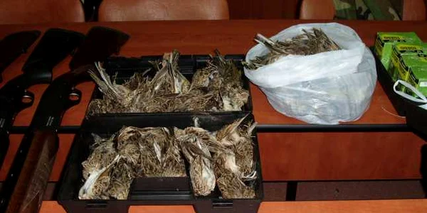 Ciocârliile vânate au fost confiscate de poliţişti