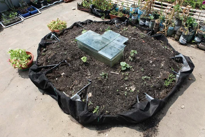 Aici cresc microorganismele care ţin în viaţă plantele