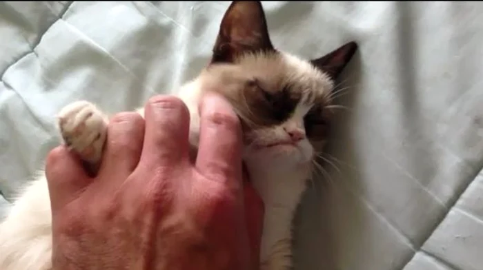 
    Cea mai supărată pisică din lume se lasă greu impresionată.  