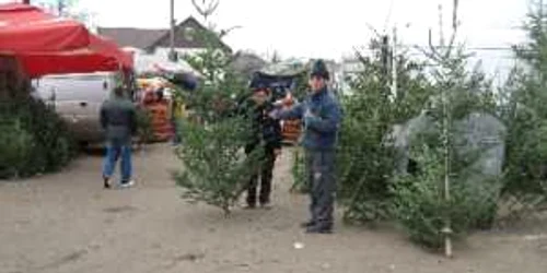 Brazii au fost confiscaţi de către poliţişti 
