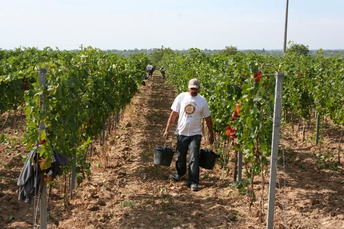 
    Fermierii se plâng  de faptul că  lucrează în pierdere   