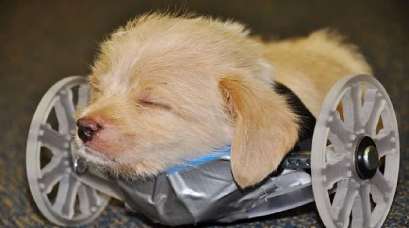 
    Un căţel norocos a primit minunea de care avea nevoieFoto: buzzfeed.com  