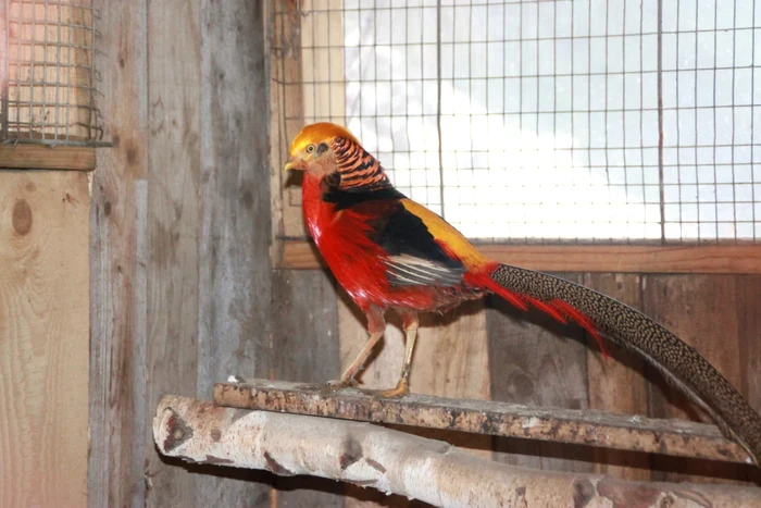 zoo bistrita 2