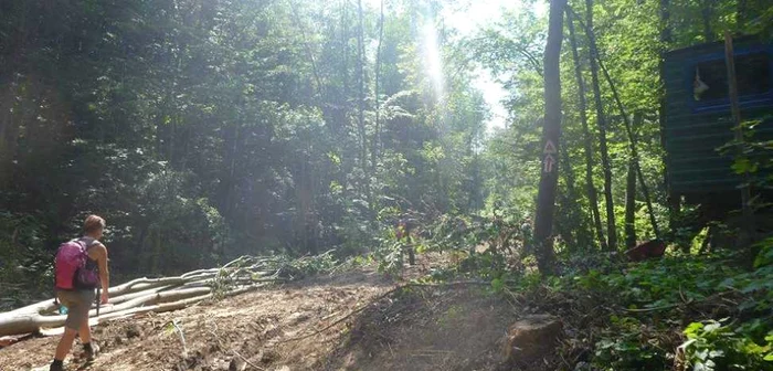 Ecologistii au surpins defrisarile si le-au reclamat la Ministerul Mediului FOTO GEC NERA