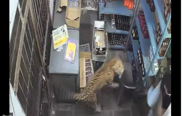Momentul în care un leopard care dă buzna într-un magazin din India atacă trei persoane