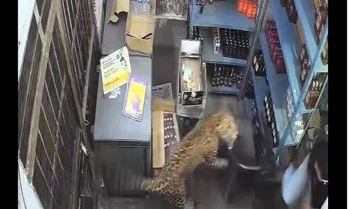 leopard in magazin Indica captura X png