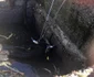 Imagini cu taurul salvat din bazinul cu apă din Creţeni - Vâlcea Foto ISU Vâlcea