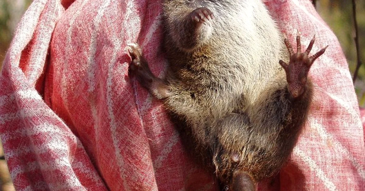 Un exemplar din specia Antechinus swainsonii / Imagine Wikipedia / AxelStrauss
