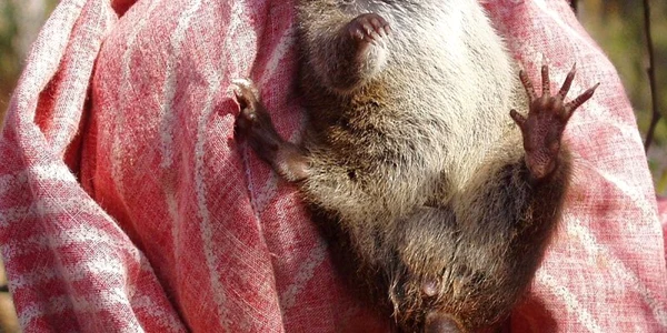 Antechinus swainsonii foto wikipedia