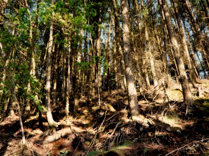 Doi copii din Vaslui s-au pierdut în pădureFoto: Getty
