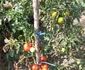 Producția de roșii a Gherghinei Stancu