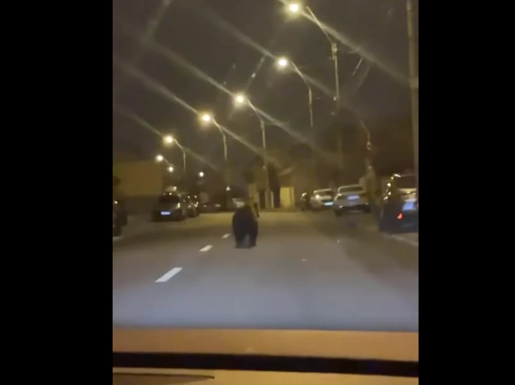 Ursul a fost filmat vinei noaptea pe o stradă din Ploiești. FOTO captură video Ziarul Incomod
