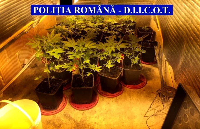 Valcenii au fost condamnati pentru trafic de droguri de risc. Foto Politia Romana