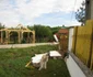 Viitură Lugoj