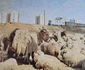 Maramureș in anii '80. Fotografii: Sandu Mendrea, Album Maramureș, Editura Sport - Turism, 1982 ( (17) jpg