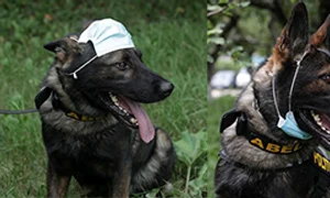 Masca nu se poartă nici pe cap, nici la gât   jpeg