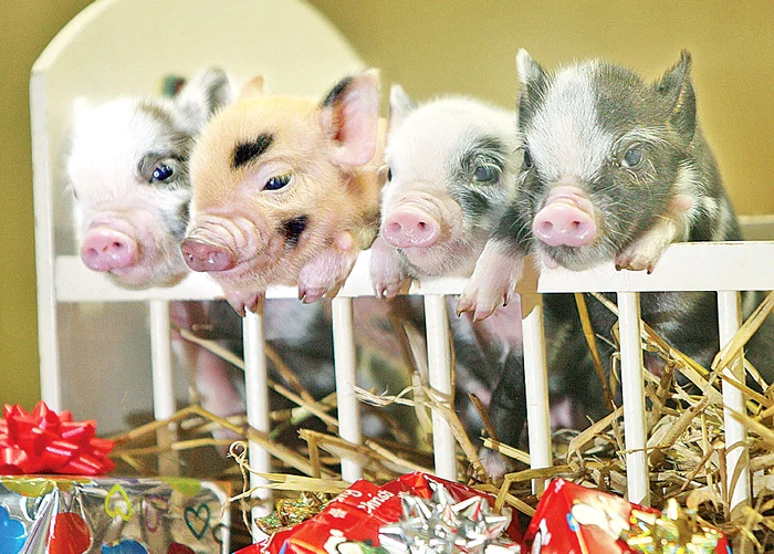 Sunt ţinuţi în pătuţuri şi primesc cadouri de la stăpâni