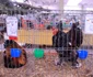 Cocoșul campion de la Margina FOTO arhivă personală