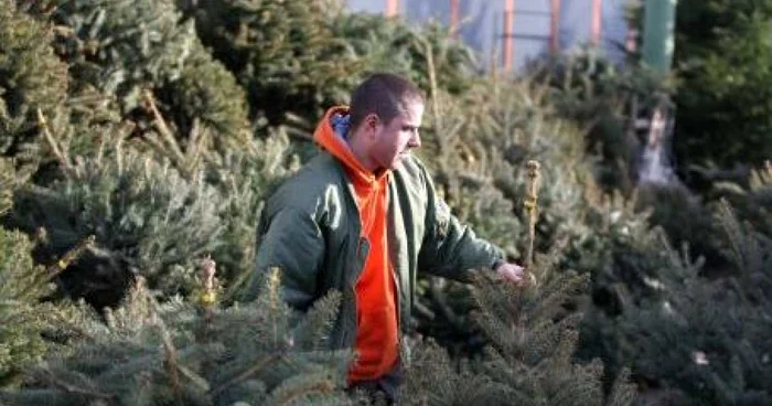 În centru brazii se vor vinde doar lângă troiţă