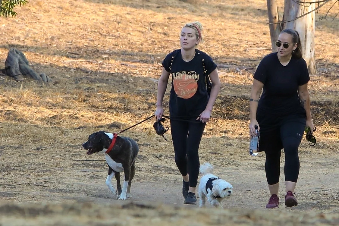 Amber Heard a ieşit la plimbare  cu câinii