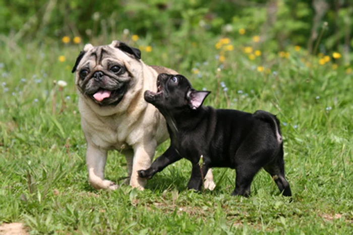 Mopsul este o rasă de câini de mici dimensiuni