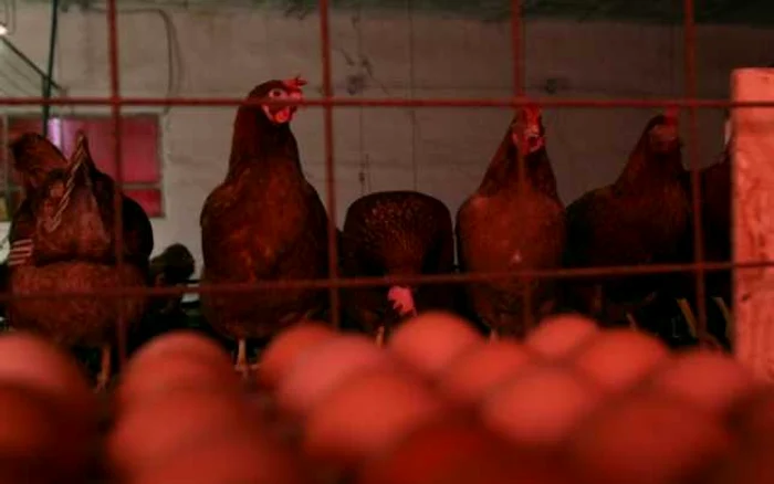 Problema ouălor cu Fipronil nu a ocolit nici alte ţări, fermierii folosind de asemenea substanţa interzisă FOTO: arhiva Adevărul