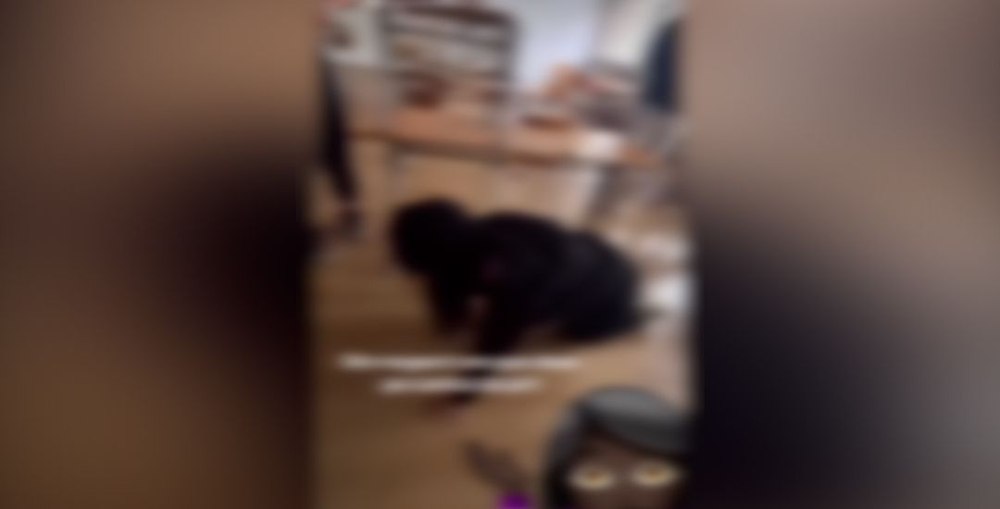 Elevă umilită într-o postare live pe TikTok: amenințată, pusa să meargă în genunchi și să latre
