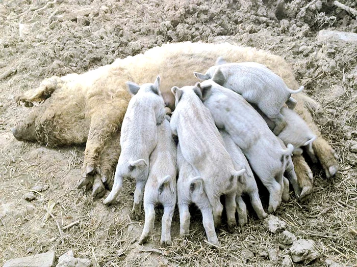 Porcul de Mangaliţa mai e denumit şi “porcul-somon”