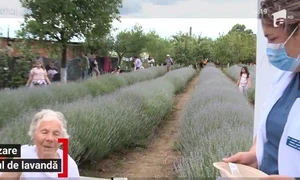 vaccinare timis lavanda2 jpeg