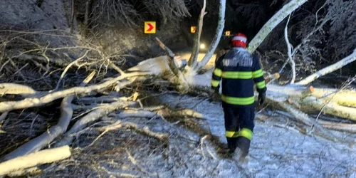 copaci prabusiti foto arhiva isu covasna