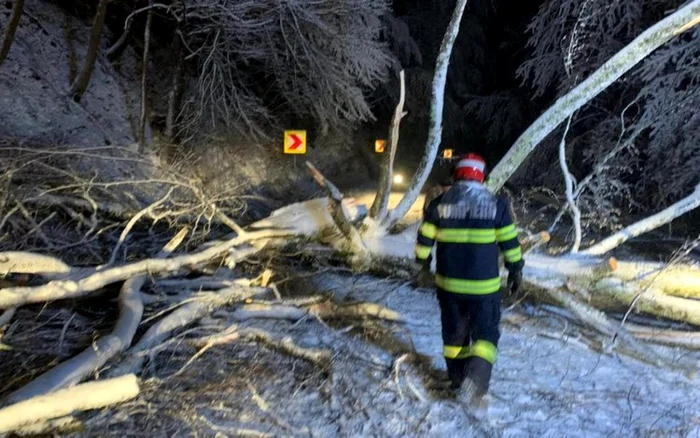 Pompierii sunt primii care intervin în cazul arborilor prăbuşiţi la pământ