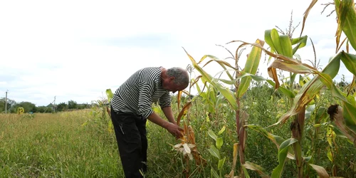 Recolta de porumb a fost compromisă