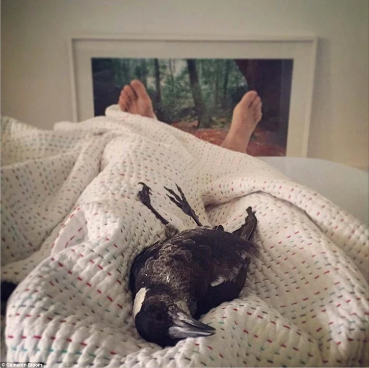 Îşi face siesta tolănit în pat
