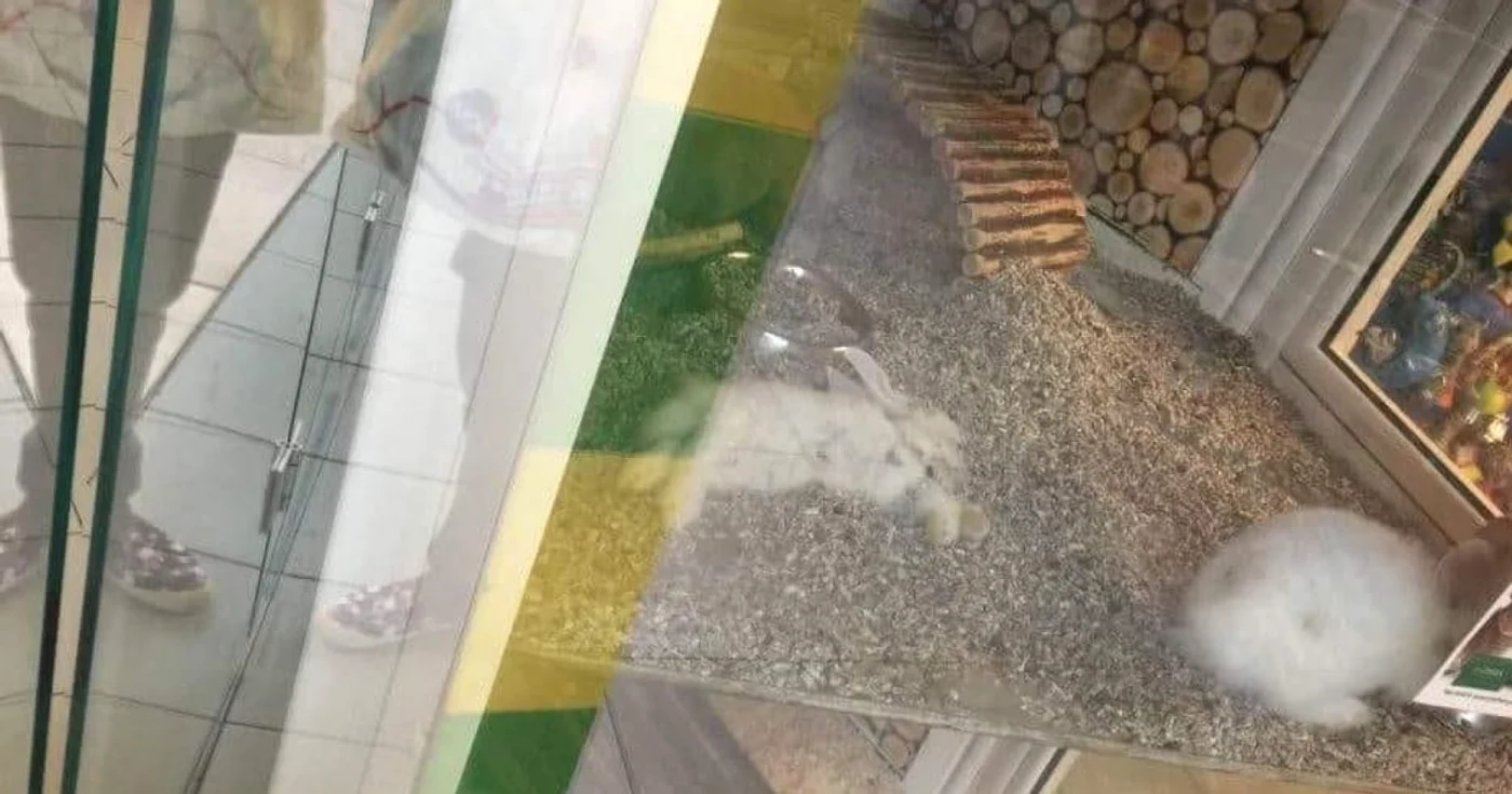 iepure mort mall foto amator
