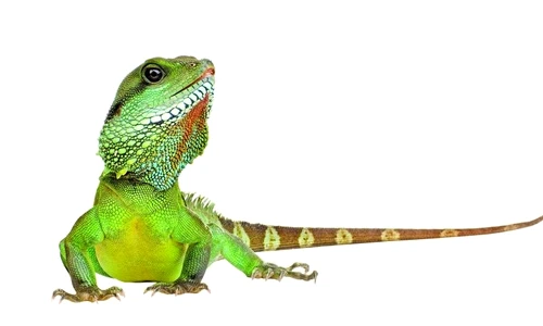 1 46714 original jpg jpeg