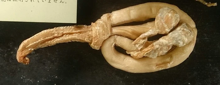 Așa arată penisul uscat de tigru din care se prepară supaFotografii: ea.md