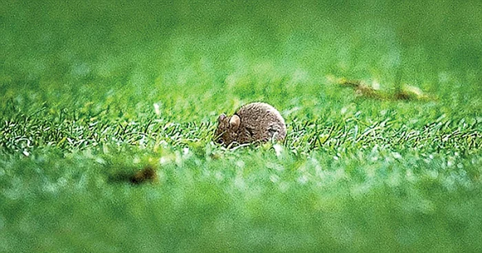 Acesta este şoarecele care i-a băgat în sperieţi pe fotbalişti