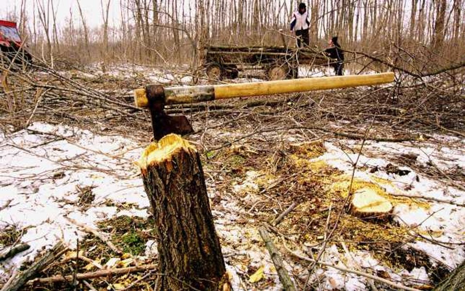 Defrișările ilegale de păduri, monitorizate din satelit. Cât costă proiectul și de unde vin banii 