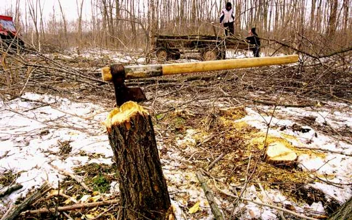 Peste un sfert din masa lemnoasă recoltată în 2014 a provenit din nord-estul României şi încă un sfert din centrul României FOTO Adevărul