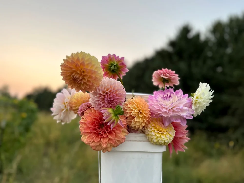 dalii aranjament floral natural jpg