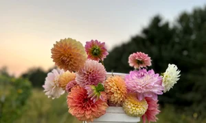 dalii aranjament floral natural jpg
