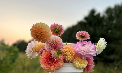 dalii aranjament floral natural jpg
