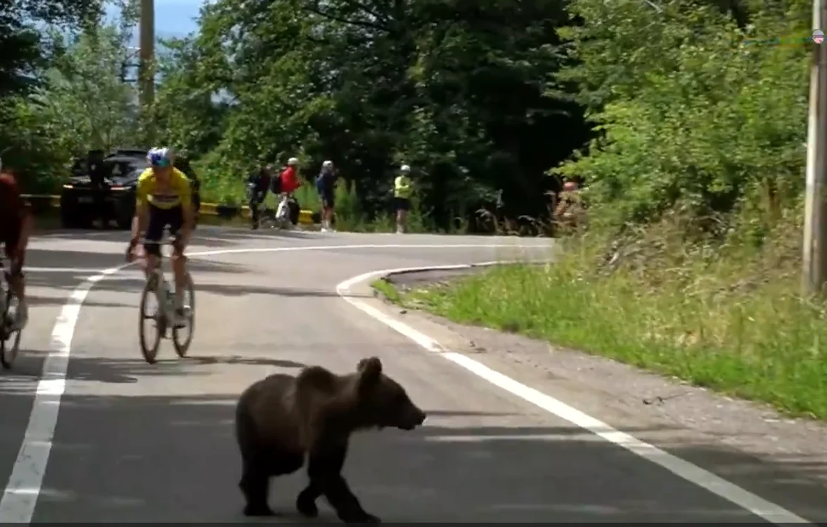 Ursul a apărut în fața cicliștilor Foto: captura video