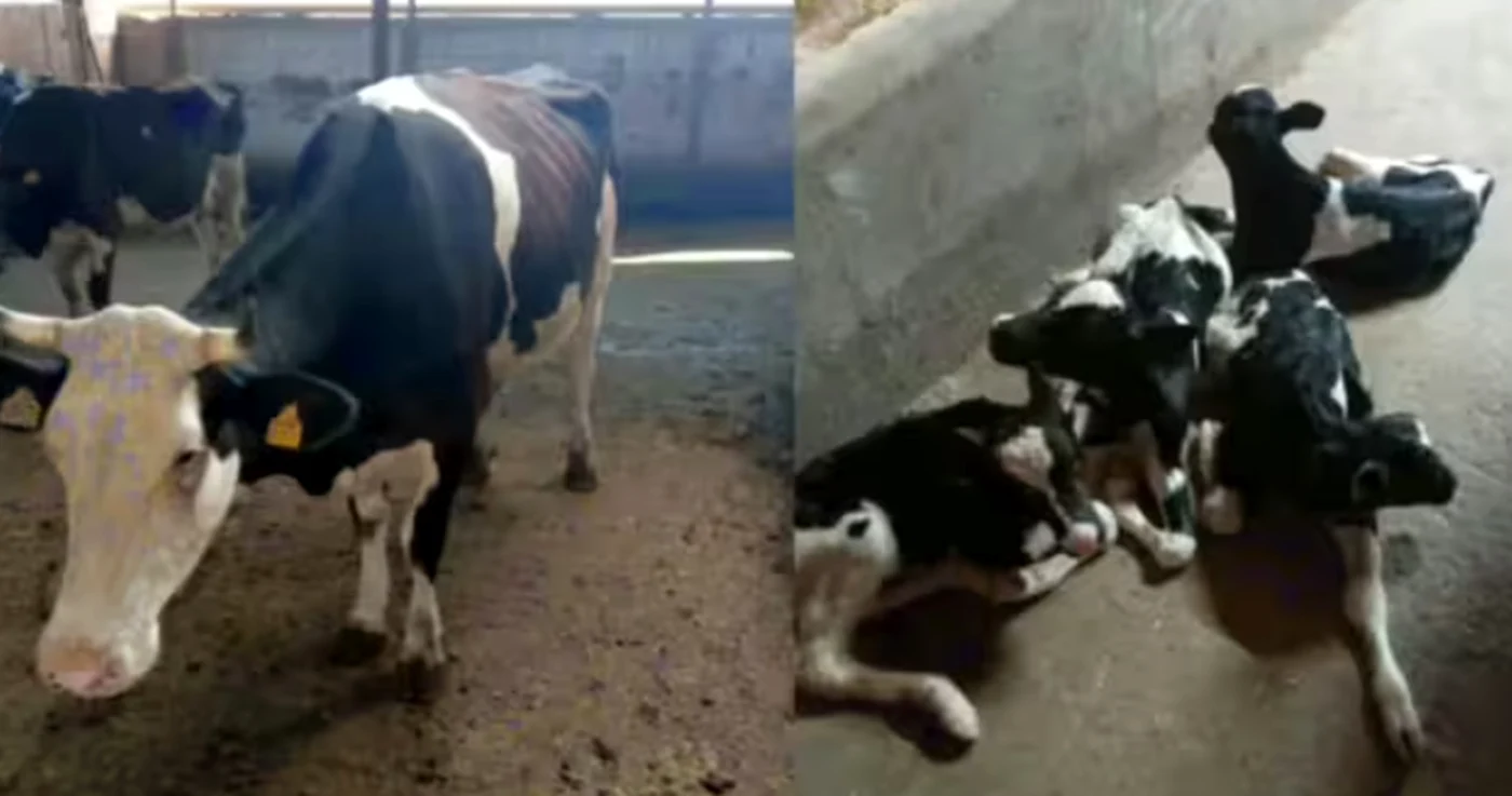 O vacă din rasa Holstein a născut patru viței, la o fermă din județul Alba. Foto: Ziarul Unirea