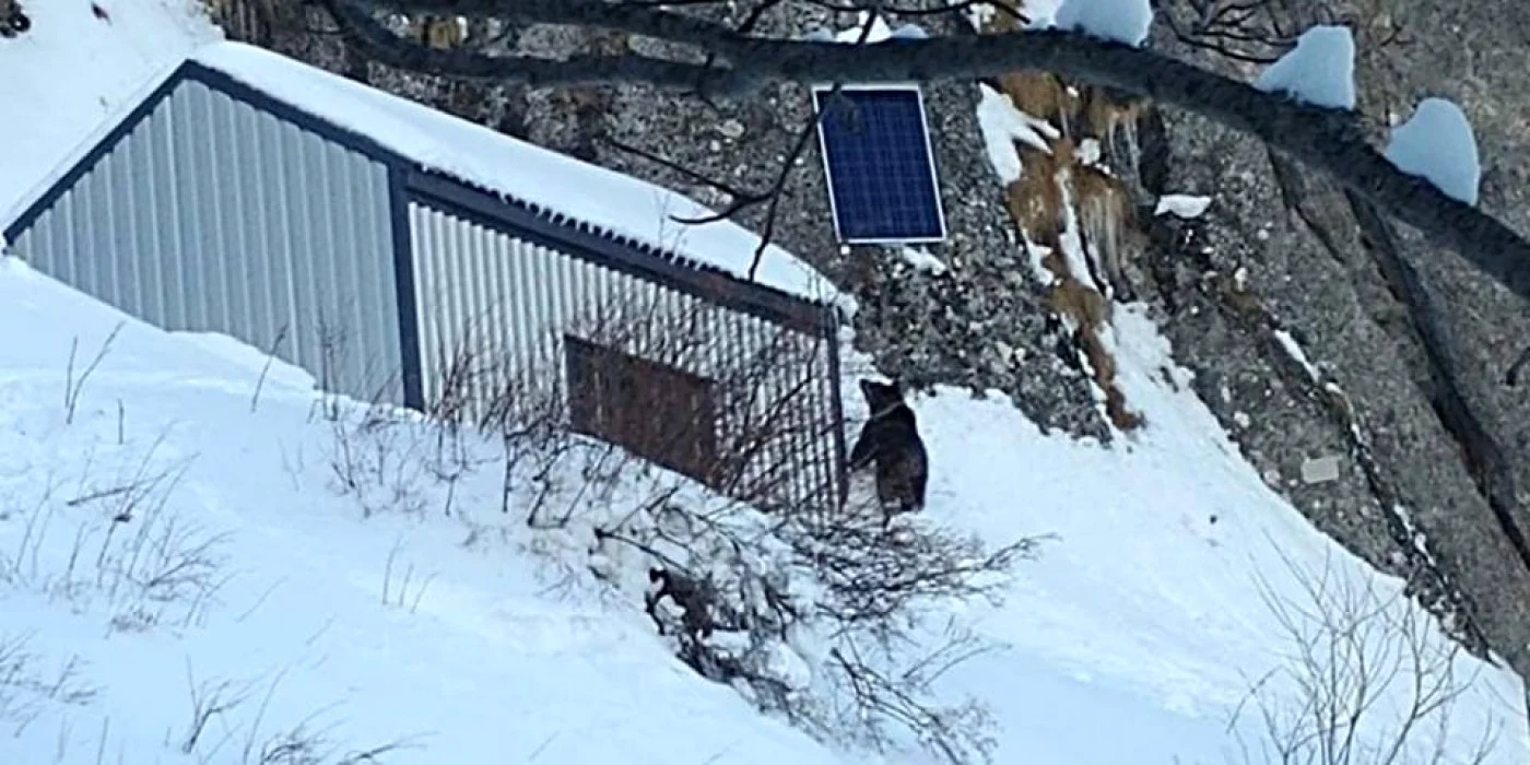 urs bucegi
