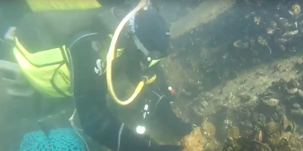 Stridie de Pacific în marea neagră 