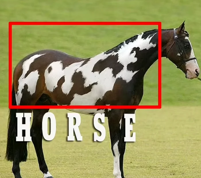 Rezolvarea ingenioasă a provocării (horse --- cal în limba engleză)