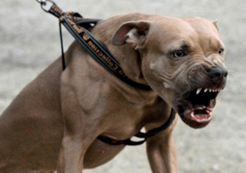 Copil mușcat de un Amstaff, transportat de urgență la spital. Cel care se plimba cu câinele va fi cercetat de Poliție