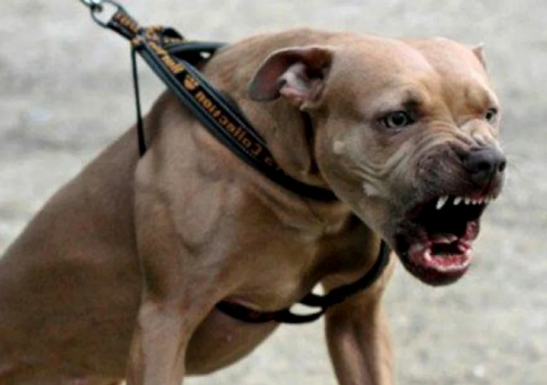 Câinele din rasa Amstaff l-a mușcat pe copil de picior Foto: Arhivă Adevărul